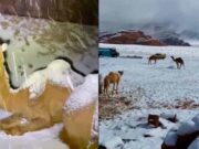 Nevada sorprende a camellos en el desierto de Arabia Saudita