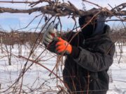 “Se escucha fácil decir un dólar, pero ganárselo cuesta bastante” entre frío y nieve así es el trabajo del campo en Michigan