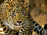 VIDEO: Enfrenta y mata a mano a leopardo protegiendo a su familia