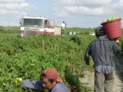 Comisionada de Florida promete defender a agricultores hispanos en desventaja