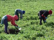 Miles de latinos serán elegibles para permiso de trabajo