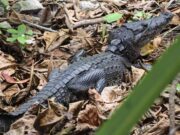 FUERTE VIDEO: cocodrilo atrapa a mujer que lavaba ropa en laguna de Tampico
