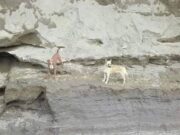 Graban con vida a perritos atrapados en socavón de Puebla; rescatistas esperan autorización