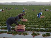Los hispanos una de las fuerzas laborales del país