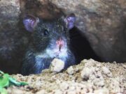 Condados en alerta por la propagación de la peste por roedores