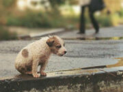 Quien abandona o tira a su mascota no debe tener sentimientos