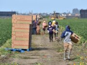 Leyes antiinmigrantes y bajos salarios merman la población rural de USA