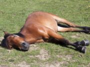 Primer caso de EEE en Michigan en un caballo del condado de Livingston