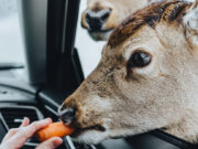 Detectan primeros casos de covid19 en ciervos