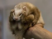 Confirman primer caso de hurón con covid-19 en USA