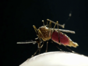 Mantienen vigilancia de mosquitos para detectar EEE y Zika