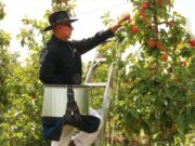 Es temporada de pizca de manzana en Michigan, hispanos indispensables para este trabajo