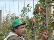 Hispanos son indispensables para la pizca de manzana en Michigan