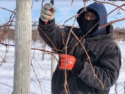 “Se escucha fácil decir un dólar, pero ganárselo cuesta bastante” entre frío y nieve así es el trabajo del campo en Michigan