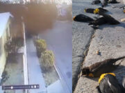 Video: Captan momento en el que mueren decenas de aves en Chihuahua