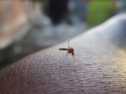 Un piquete que te podría causar la muerte, protégete de los mosquitos