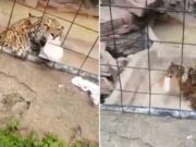 Jaguar ataca a menor en zoológico de Guanajuato (+Video)