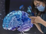 Científicos hallan la razón por la que el esfuerzo mental agota físicamente
