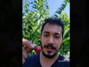 Se vuelve viral video de mexicano que gana 3 mil pesos diarios en la pizca de cereza en Canadá