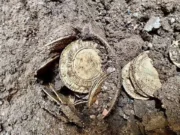Pareja encuentra monedas de oro mientras remodelaba su casa; valdrían casi 6 millones de pesos