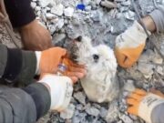 VIDEO: Perrito asoma la cabeza para ser rescatado tras terremoto en Turquía