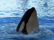 Gladys, la orca que ha hundido más de 50 barcos y enseña a otras a rebelarse