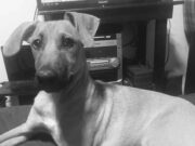 El perro Kokoro bebía agua pero un sujeto le disparó y lo mató en Ecatepec, Estado de México
