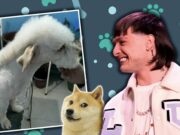 VIDEO: El corte de Peso Pluma ya se puso de moda en perritos