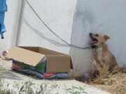 Ola de calor ya cobró una víctima: perrito muere por estar amarrado y expuesto al sol en Yucatán