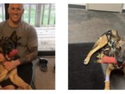 Perro policía de GR lesionado en accidente es dado de alta, continuará recuperándose en casa