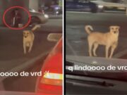 Perro pide dinero para su dueña con discapacidad en San Luis Potosí; su nobleza lo hace viral