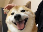 FOTO: El funeral del perrito Cheems se decoró con tiernos dibujos del meme más querido