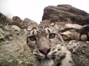 Leopardo de las nieves, especie en peligro de extinción, vuelve a ser visto en el Tíbet