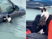 VIDEO: Héroes rescatan a un gatito que se aferraba a un carro durante inundaciones en Dubái