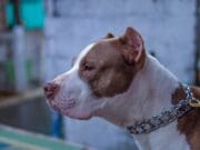 Muere bebé de 15 meses tras ser atacado por dos pitbulls