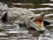 Mamá aventó a su hijo de 6 años con discapacidad a un río lleno de cocodrilos; pasó en India