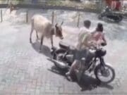Vaca ataca a mujer en plena calle; video se viraliza