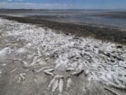 La sequía mata a cientos de miles de peces en el norte de México