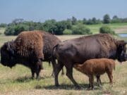 Cría de bisonte americano nace en reserva natural en Monterrey, norte de México