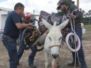 Mexicanos y estadounidenses llevan ayuda en burros a pueblos indígenas de Chihuahua