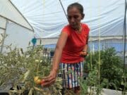 Migrantes varados en la frontera norte de México cultivan sus propios alimentos