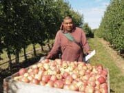 Octubre «Mes de la Manzana en Michigan»