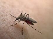 En más de 100 mil los casos de dengue en México; ¿qué estados reportan más enfermos?