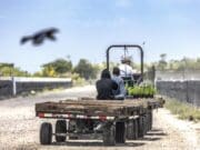 Juez bloquea protecciones de Biden para trabajadores agrícolas con visas temporales