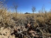 Sequía extrema golpea a Chihuahua y pone en riesgo producción agrícola en norte de México