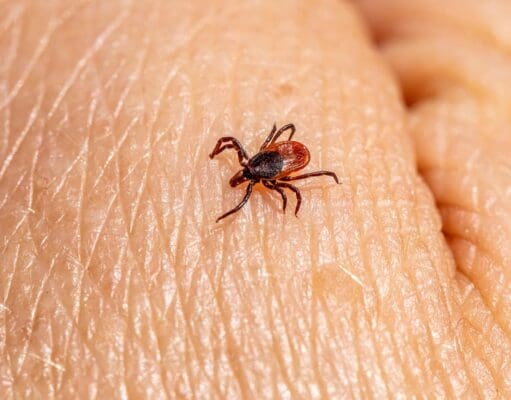 Aumentan casos de enfermedad de Lyme en Michigan; autoridades alertan sobre garrapatas