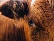 Productores de carne lamentan nuevo cierre de frontera a ganado mexicano por parte de EEUU