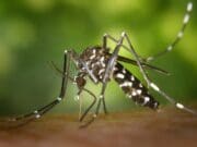 Detectan mosquitos con el virus del Nilo Occidental en el condado de Kent