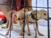 Mascotas abandonadas por migrantes deportados agravan crisis de refugios animales en EEUU