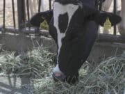 USA autoriza uso de emergencia de fármacos veterinarios contra el gusano barrenador